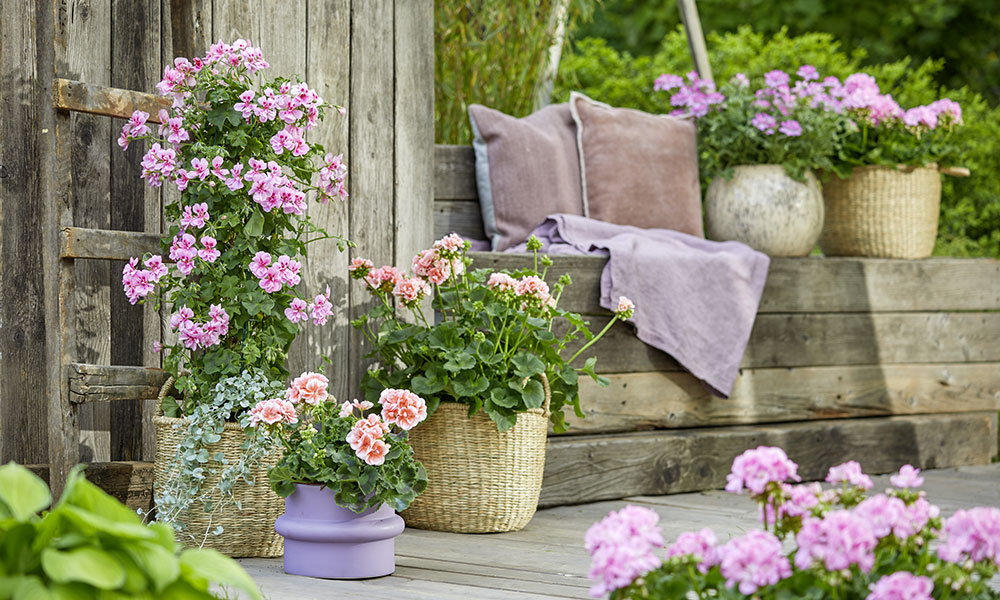 Géraniums pour fleurir une terrasse dans des pots déco