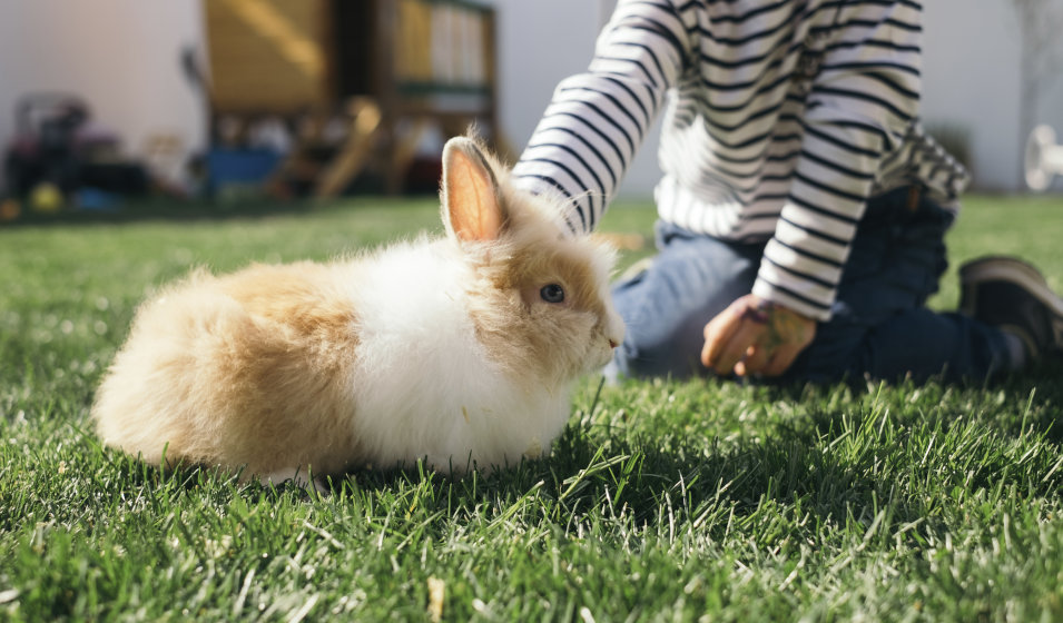Les enfants apprennent à respecter les habitudes du lapin nain
