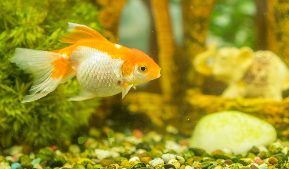 Quel substrat choisir pour votre aquarium ? Découvrez les différents types  de graviers et substrats adaptés à vos poissons !
