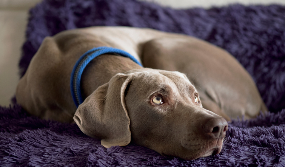 réduire aboiement chien 9