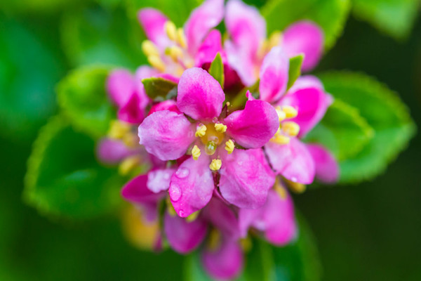 Escallonia