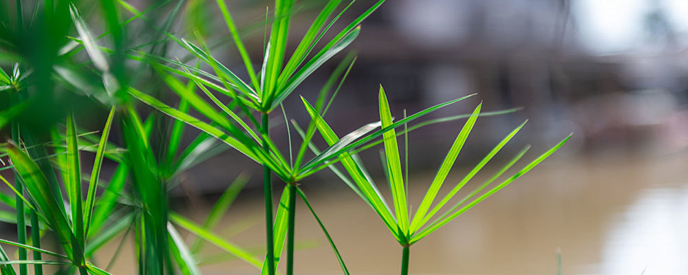 Le papyrus - Cyperus alternifolius