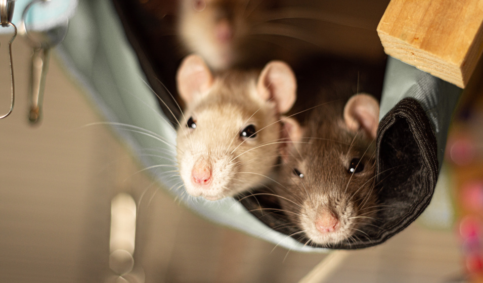 Deux rats se reposent dans un hamac suspendu à leur cage