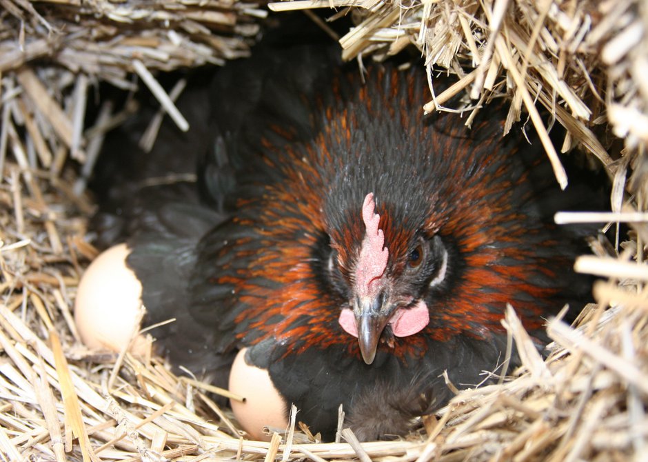 La poule couve ses œufs durant 21 jours