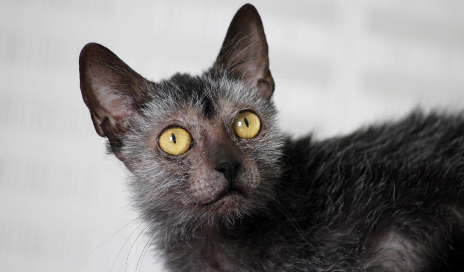 chat lykoi 5