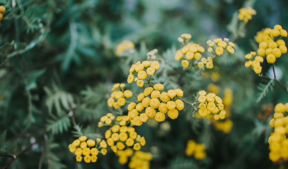 Quelles fleurs planter à la fin de l'hiver ? - Jardiland