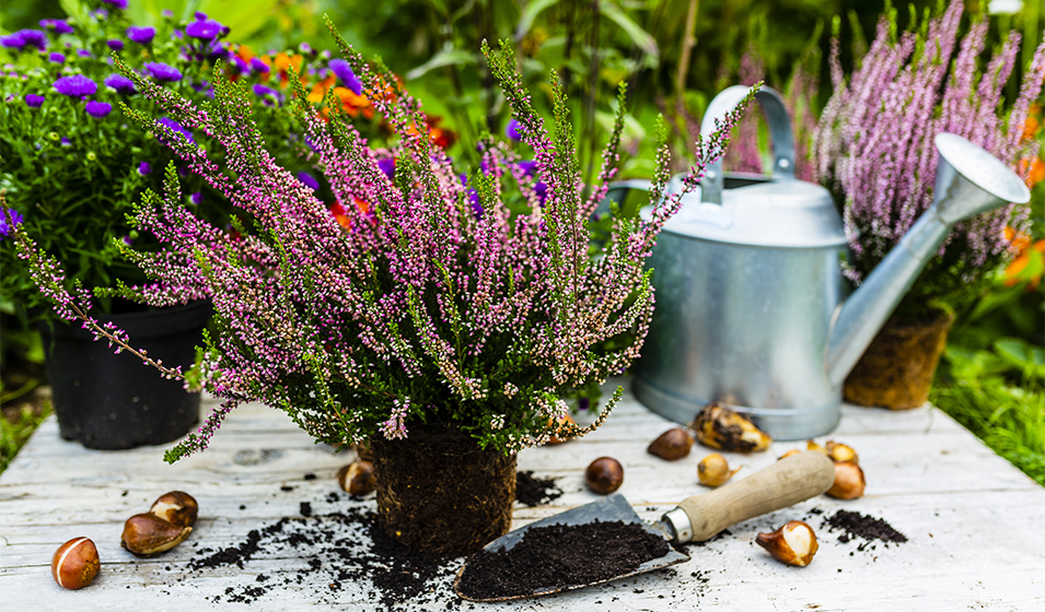 Pots profonds pour plantes à racines pivotantes - Boutique Végétale