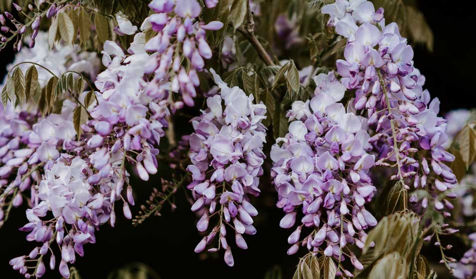 Glycine Toujours en fleurs - Wisteria frutescens amethyst falls