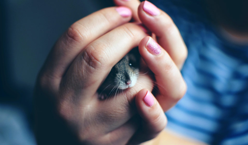 Hamster
