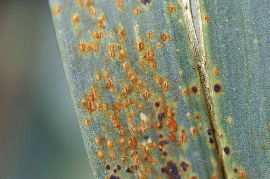 Des taches de rouille sur une feuille de poireau