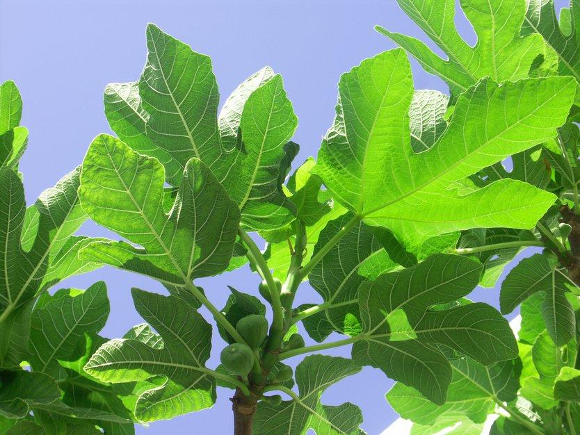 Les figues restent petites, quel est le problème ? ©UncleSam - stock.adobe.com