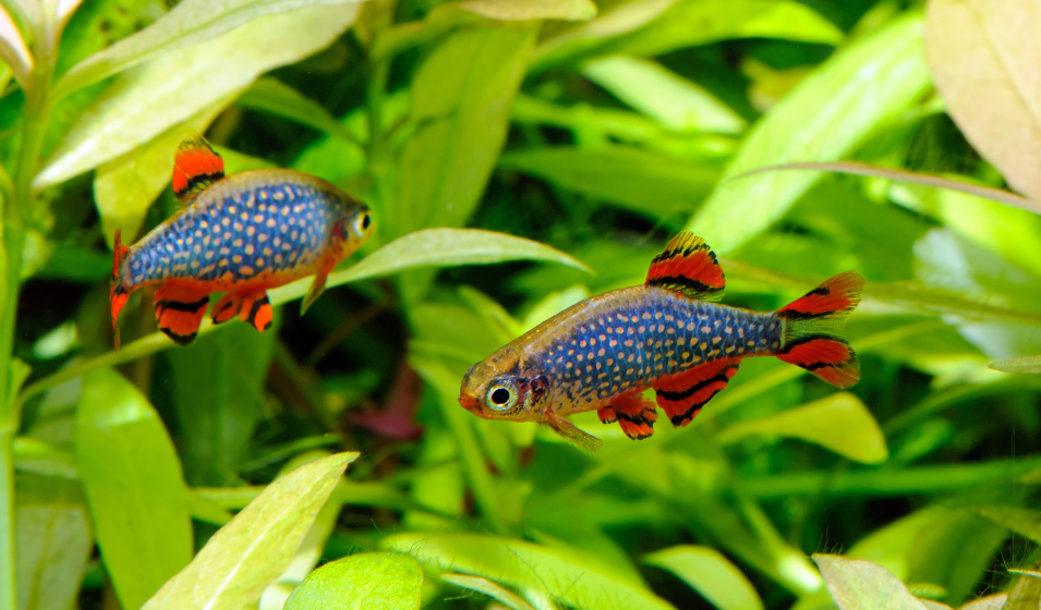 1 Bloc alimentaire vacances pour les poissons, Aquarium