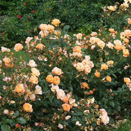 Les rosiers aux couleur orangées ne manquent pas !