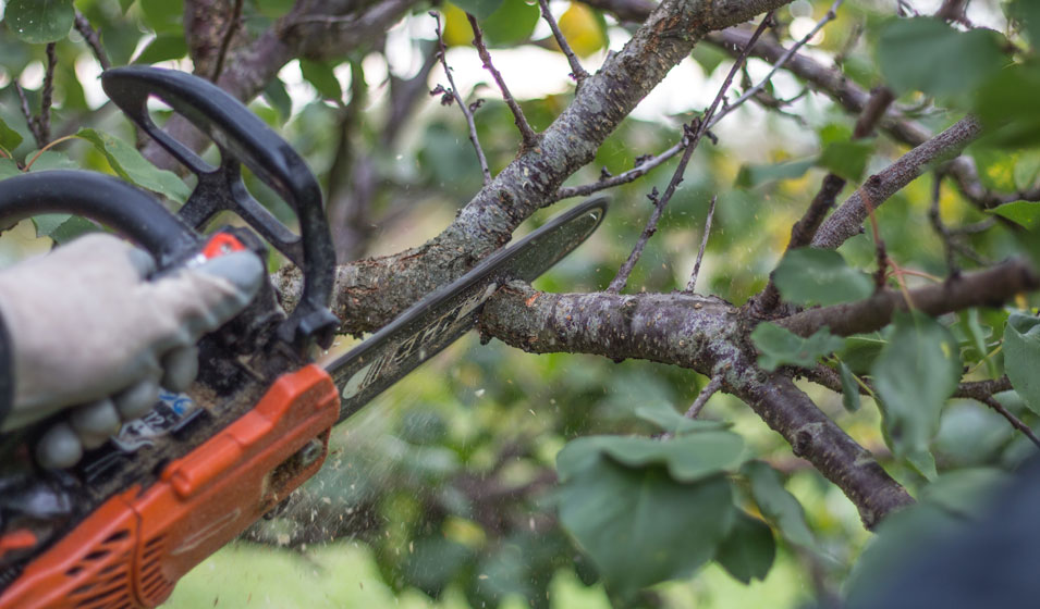 Comment couper des branches sans utiliser de tronçonneuse ?