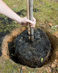 Planter un arbuste en motte ou en racines nues