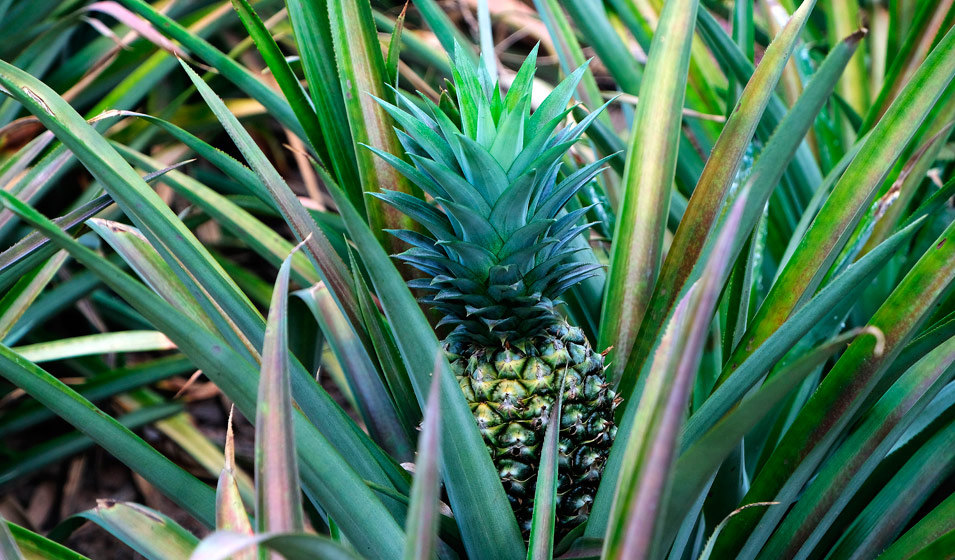 Ananas comosus, Broméliacée