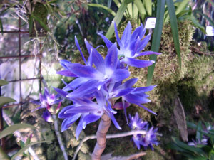 Une autre Orchidée bleue : Dendrobium (Photo Gérard Chauvet)