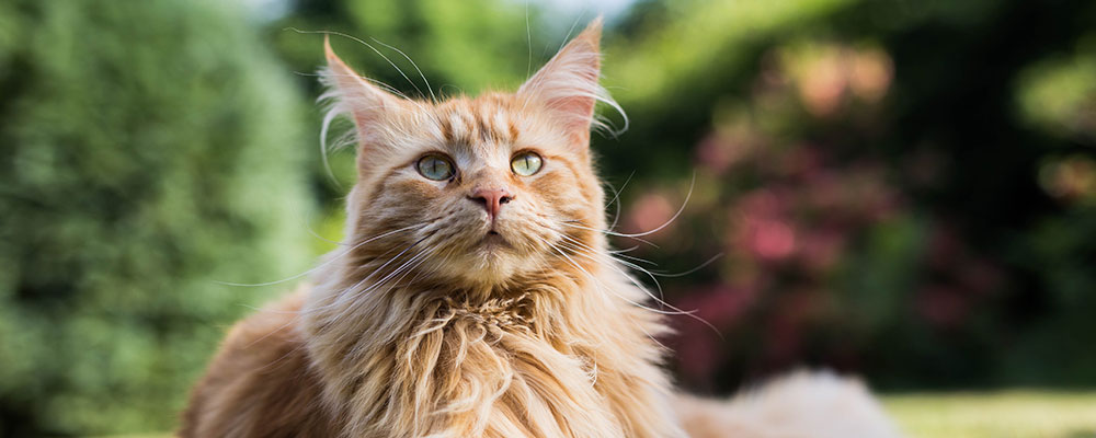 Le Maine coon