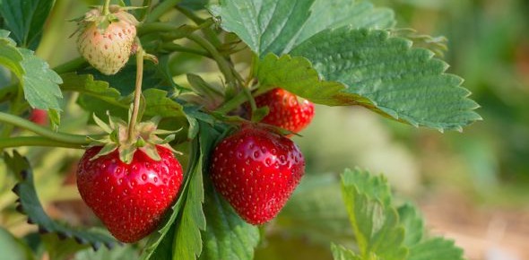 Fraisier 'Charlotte'