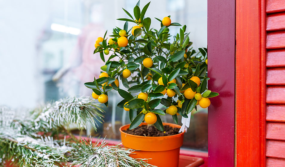 Protéger un citronnier du froid en hiver - Côté Maison