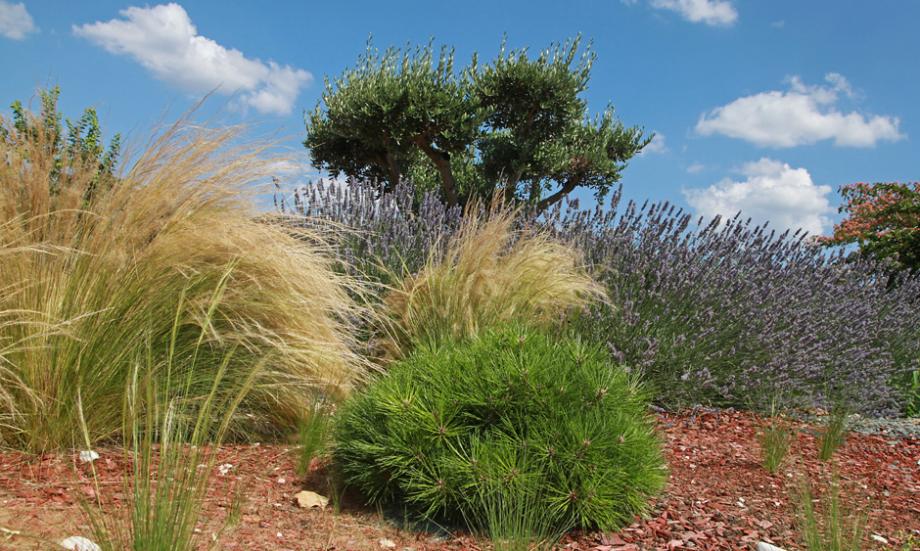 Jardin méditerranéen