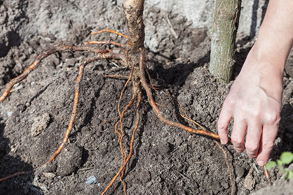Etaler les racines au fond du trou de plantation