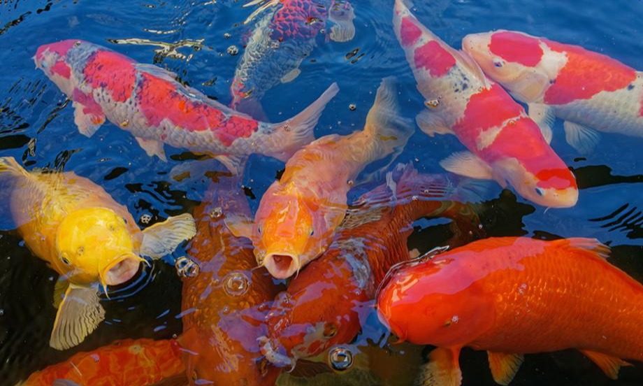 Les poissons participent aussi à l’équilibre du bassin