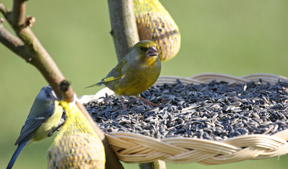 Graines de tournesol décortiquées pour oiseaux du jardin