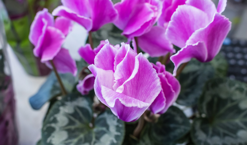Cyclamen