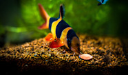 Poisson D Aquarium Qui Mange Les Escargots GMLYP