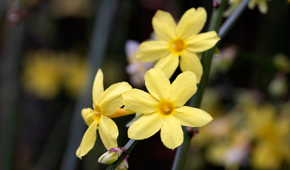 Hamamélis, arbustes à magnifique floraison hivernale jaune, orange ou rouge