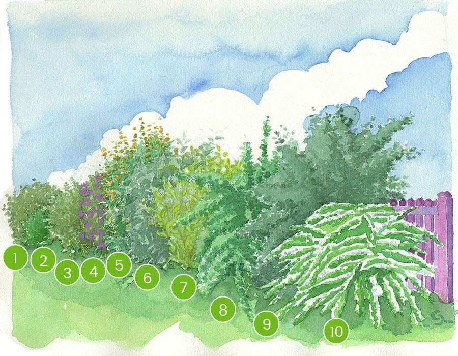 Un schéma pour la réalisation d'une haie fleurie