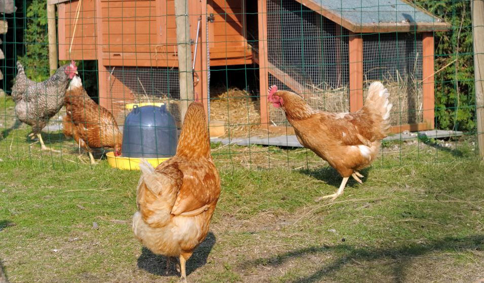 Avis sur Poulailler 4 poules avec enclos Zolia Wizzi - 147 cm