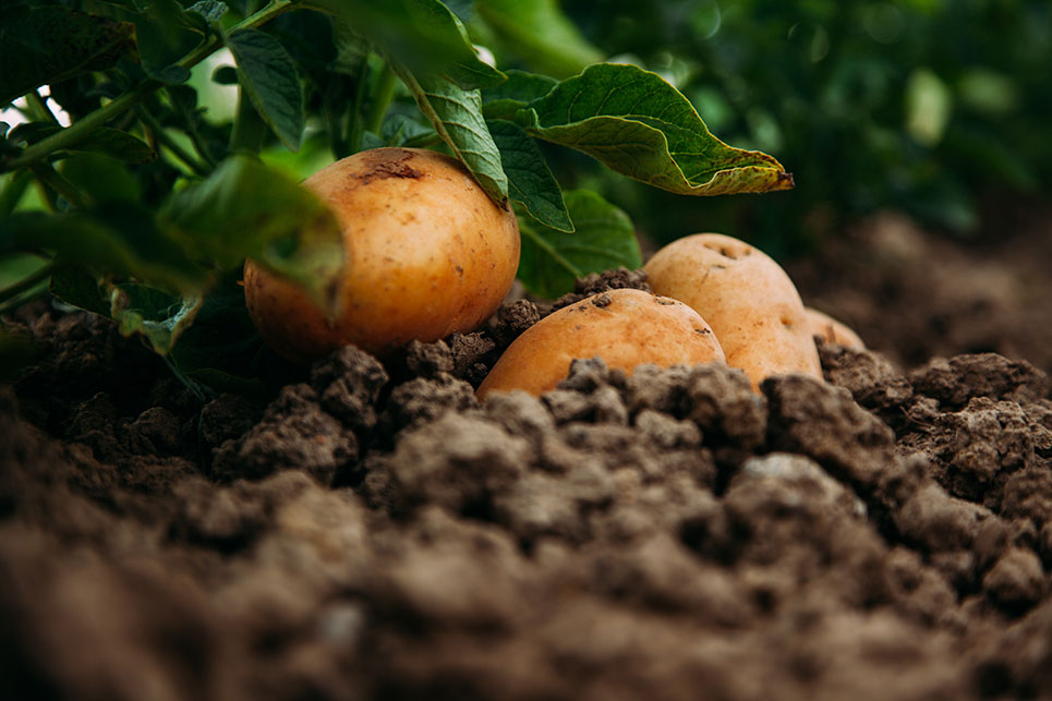 Pomme de terre (Solanum tuberosum)