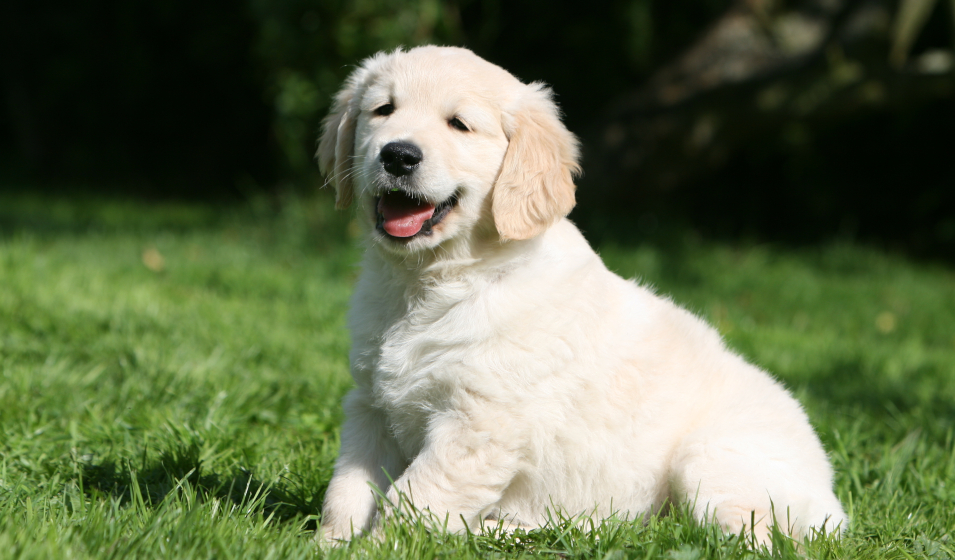 chiot