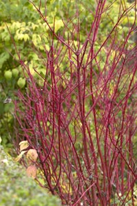 Le Cornouiller Sibirica et ses rameaux rouge vif