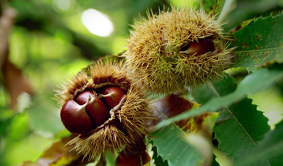 Châtaignier plantation, entretien et taille Jardiland