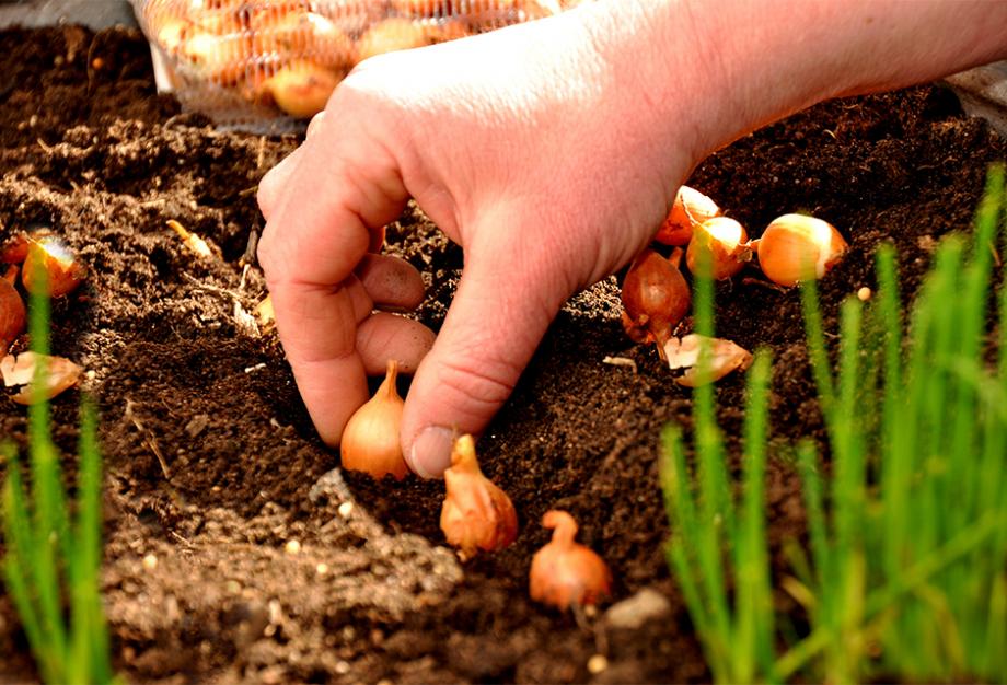 Cultiver des Oignons - Semis Plantation Culture et Récolte