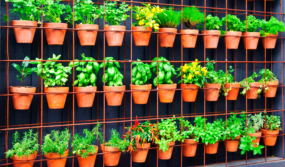 Le potager vertical