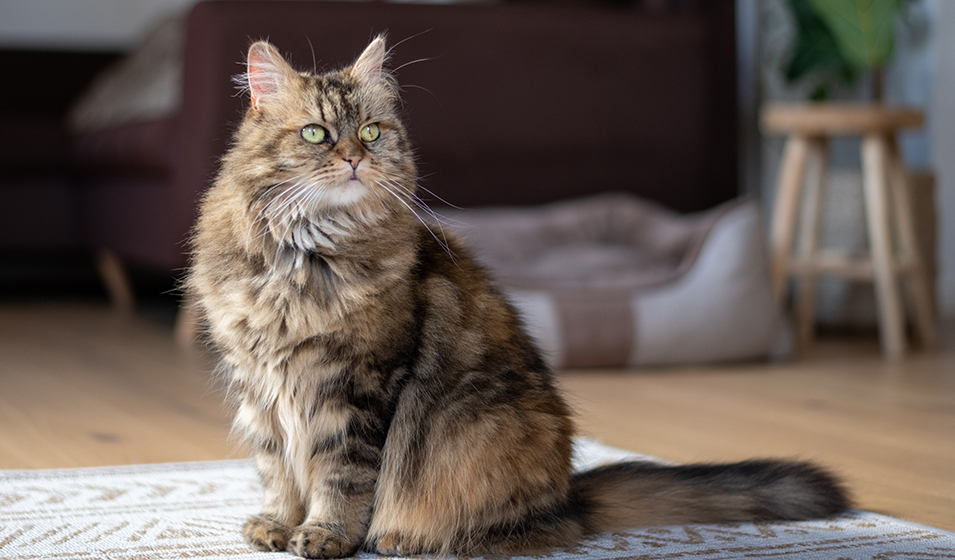 chat