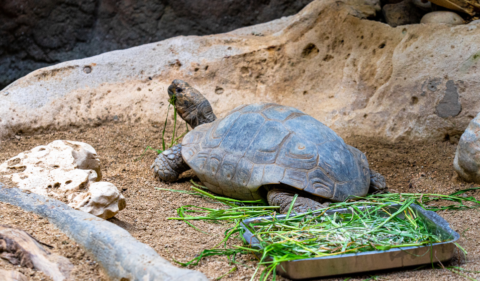 Comment aménager l'intérieur d'un terrarium pour tortue de terre
