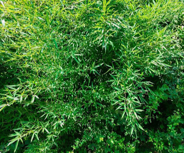 Le bambou Fargesia nitida est un bambou à choisir pour une culture en pot