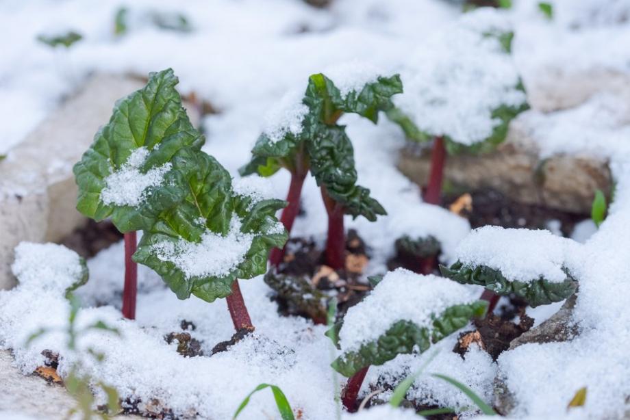 Rhubarbe en hiver sous la neige