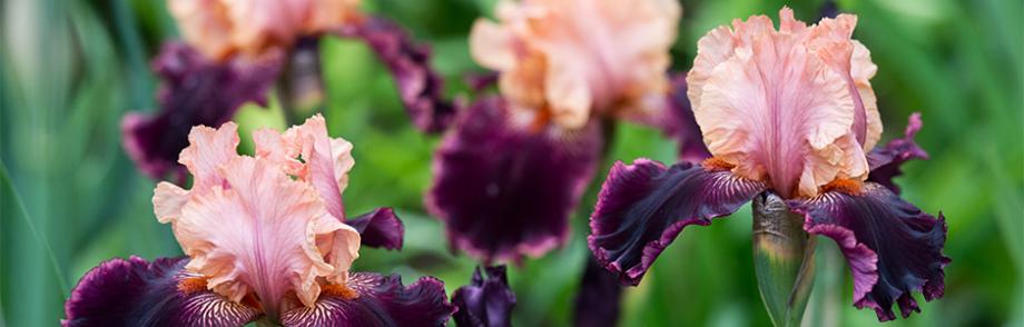 Iris