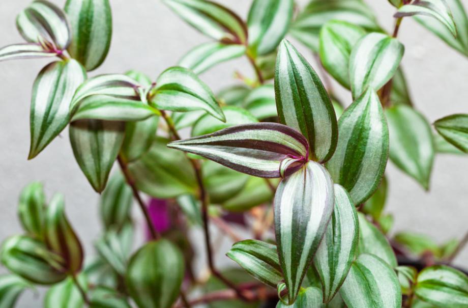 Tradescantia