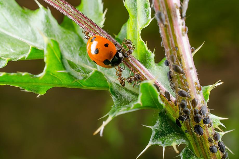 Coccinelles contre fourmis avec une colonie de pucerons