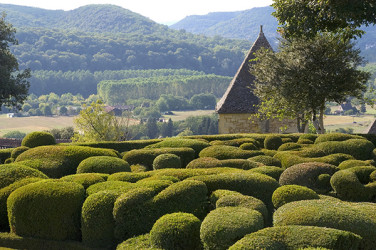 Les jardins de Marqueyssac présentent de nombreux arbustes en topiaire