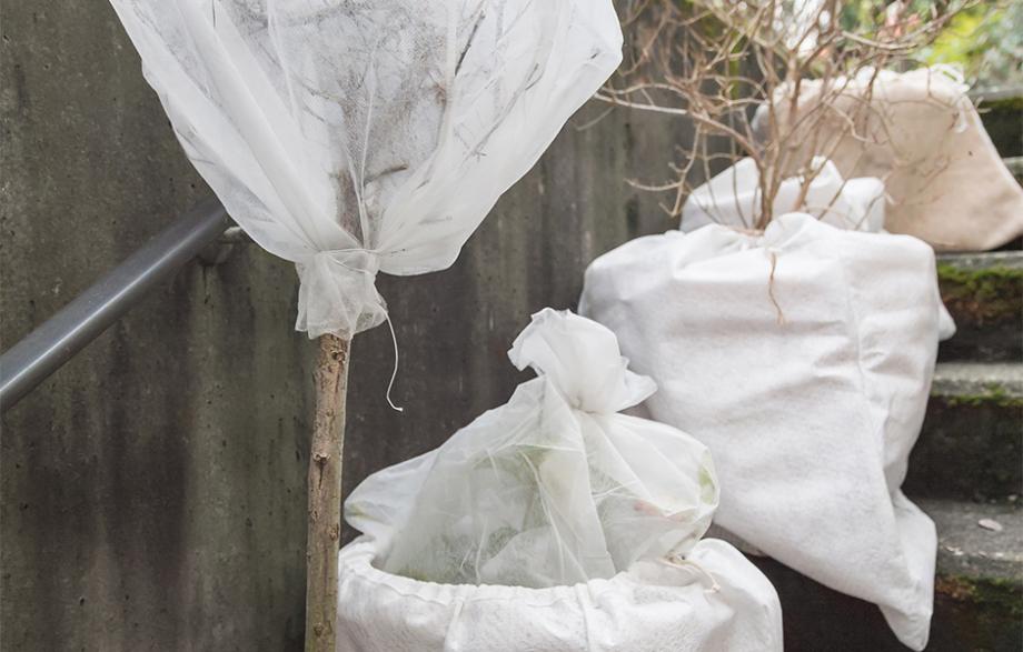 Hivernage des arbres en pot