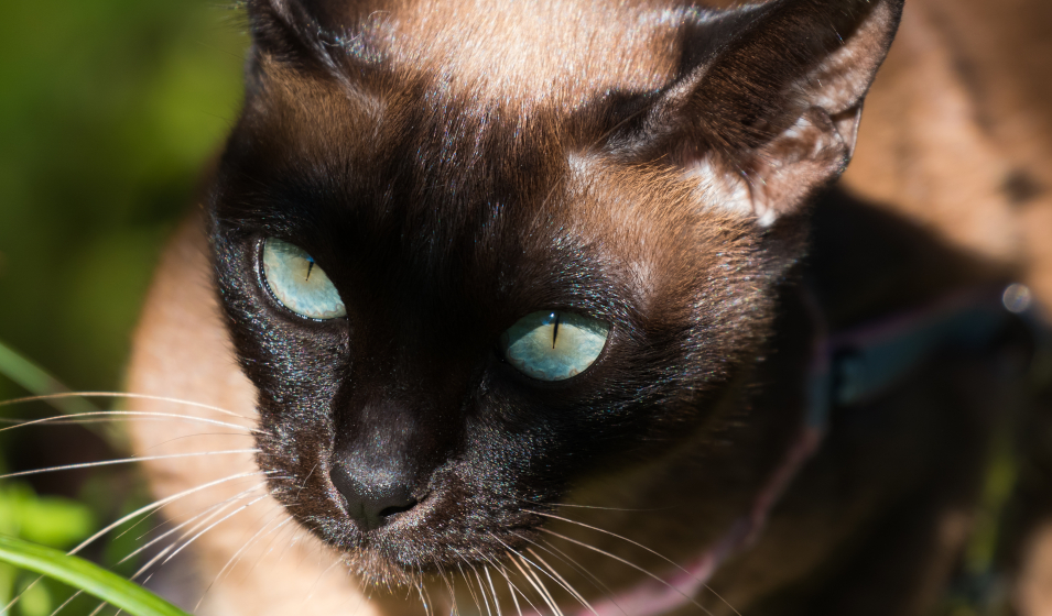Des races de chats moins allergisantes ?
