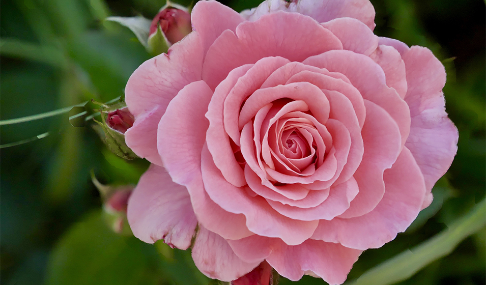 Rosiers